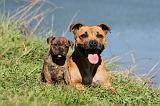 STAFFIE 049